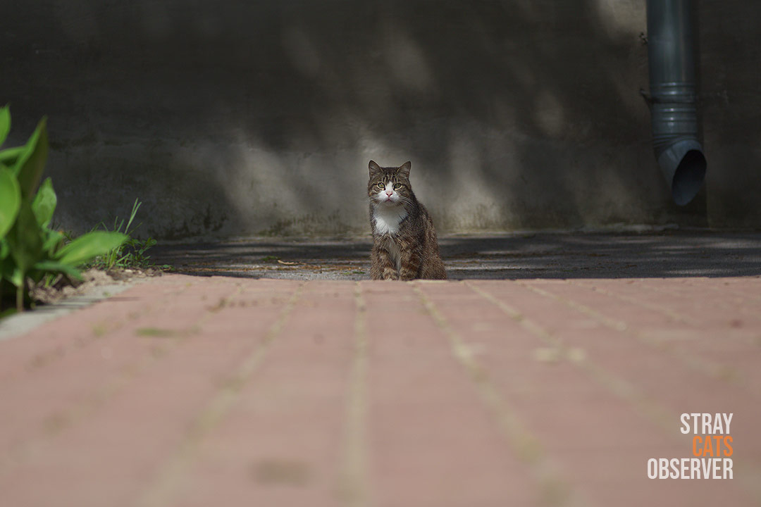 A tabby cat sits at far the end of a paved path, caught by the sun