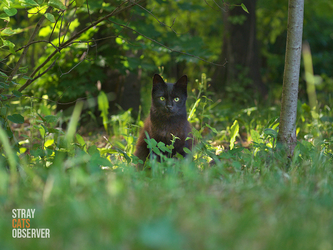 A black cat is looking at us from afar