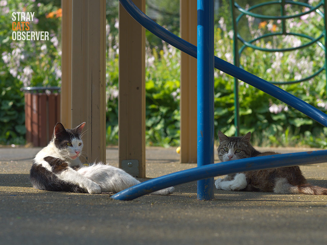 Two cats are relaxing on a playground