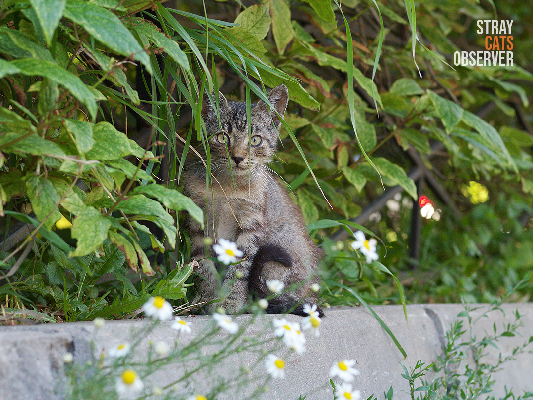 A kitten sits on a curb, partially hidden by bushes