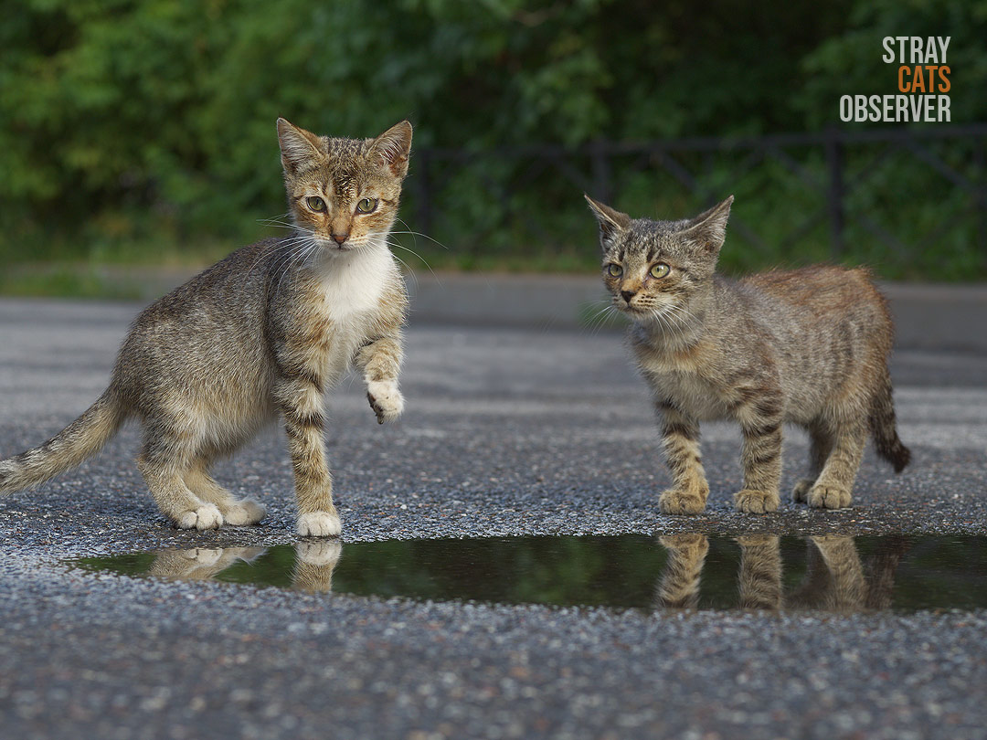 A kitten stands in front of a puddle, holding its wet paw in front of herself in surprise. A second kitten looks at the first.