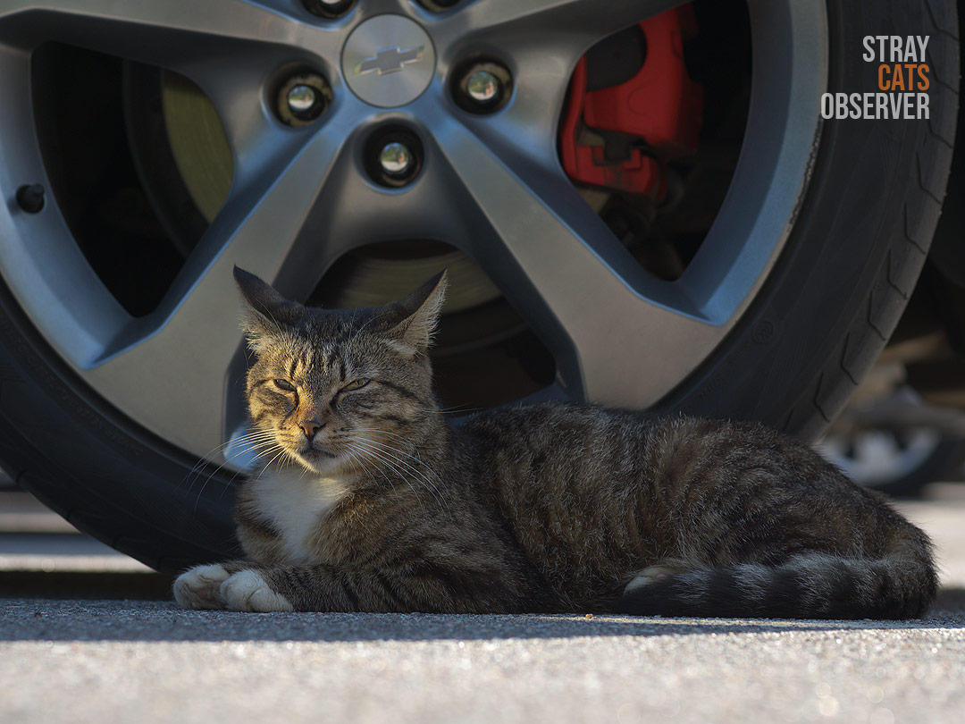 The face of a cat lying near a car wheel is illuminated by the sun