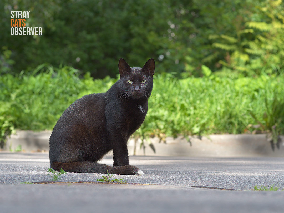 The black cat is sitting sideways to us and looks at us