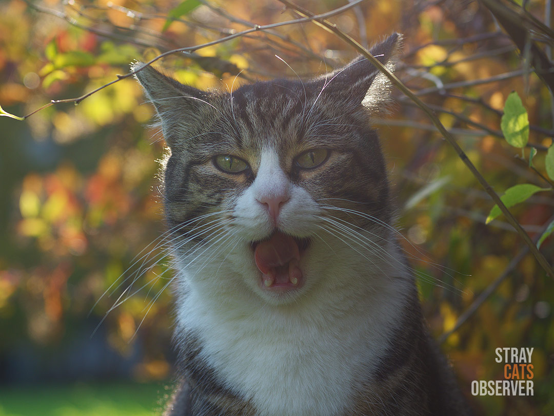 The tabby cat looks at us with its mouth open