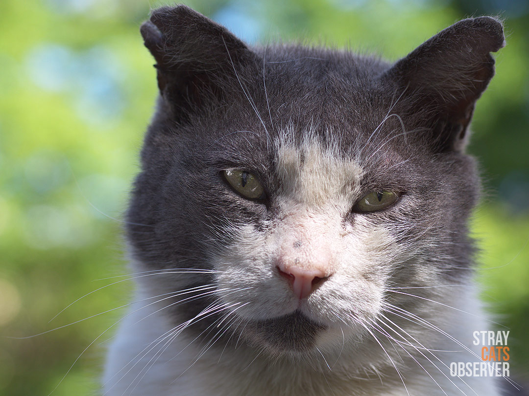 Close-up portrait of a grey and white cat