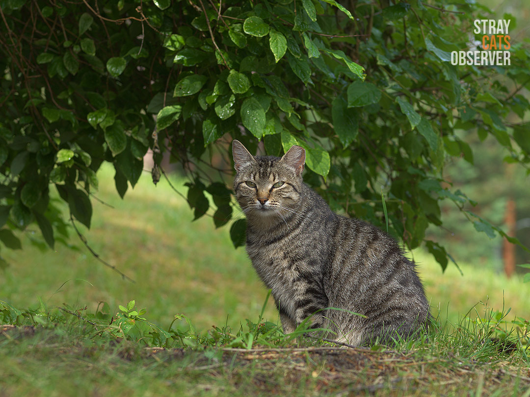 A tabby cat sits on a hill under the low branches of a tree