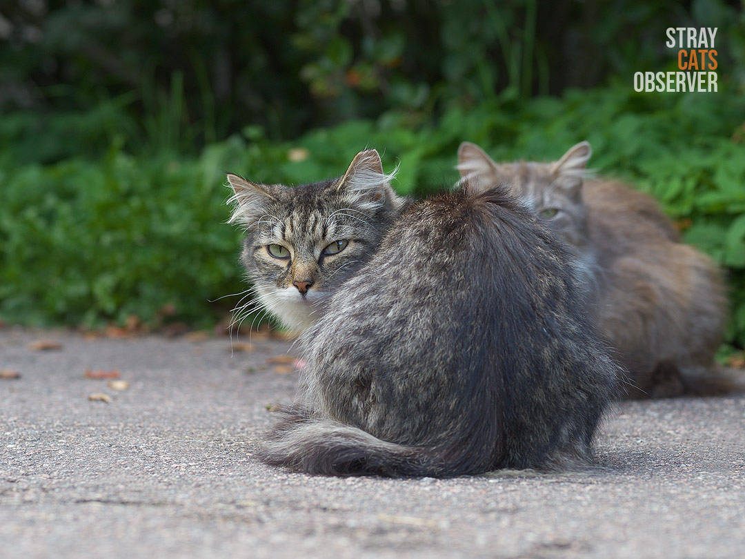 Two cats look at us suspiciously
