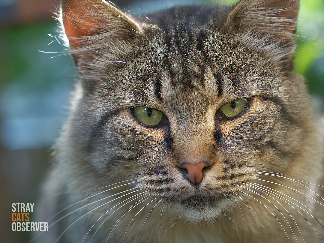 Close-up portrait of a male tabby cat