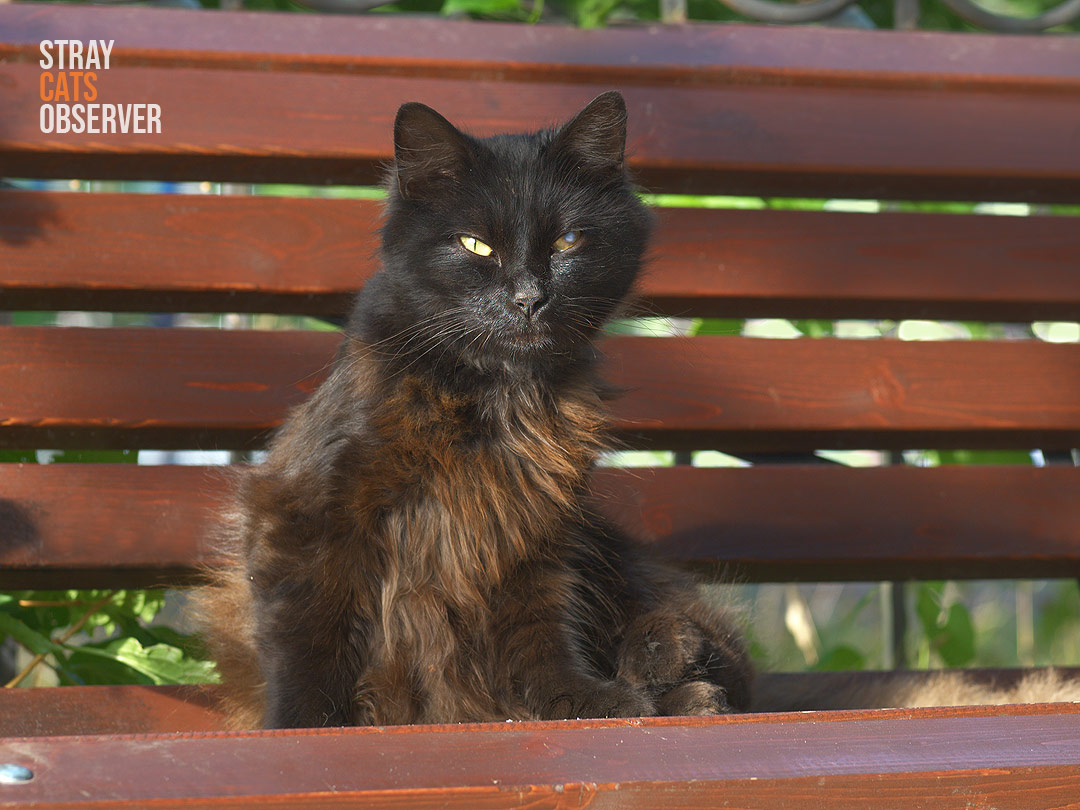 A black fluffy cat sits on a bench in the sun