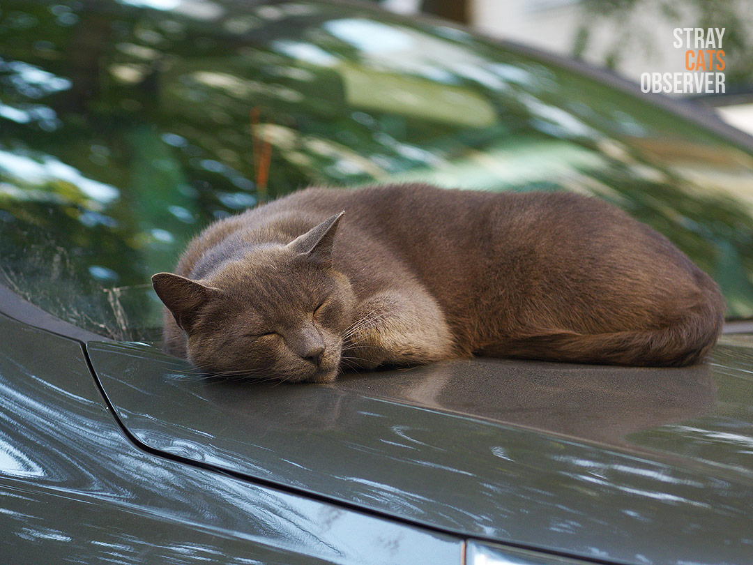 A gray cat sleeps on the hood of a car
