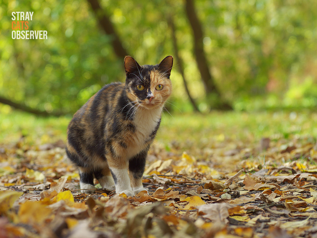 A calico cat stands on a thick carpet of autumn leaves
