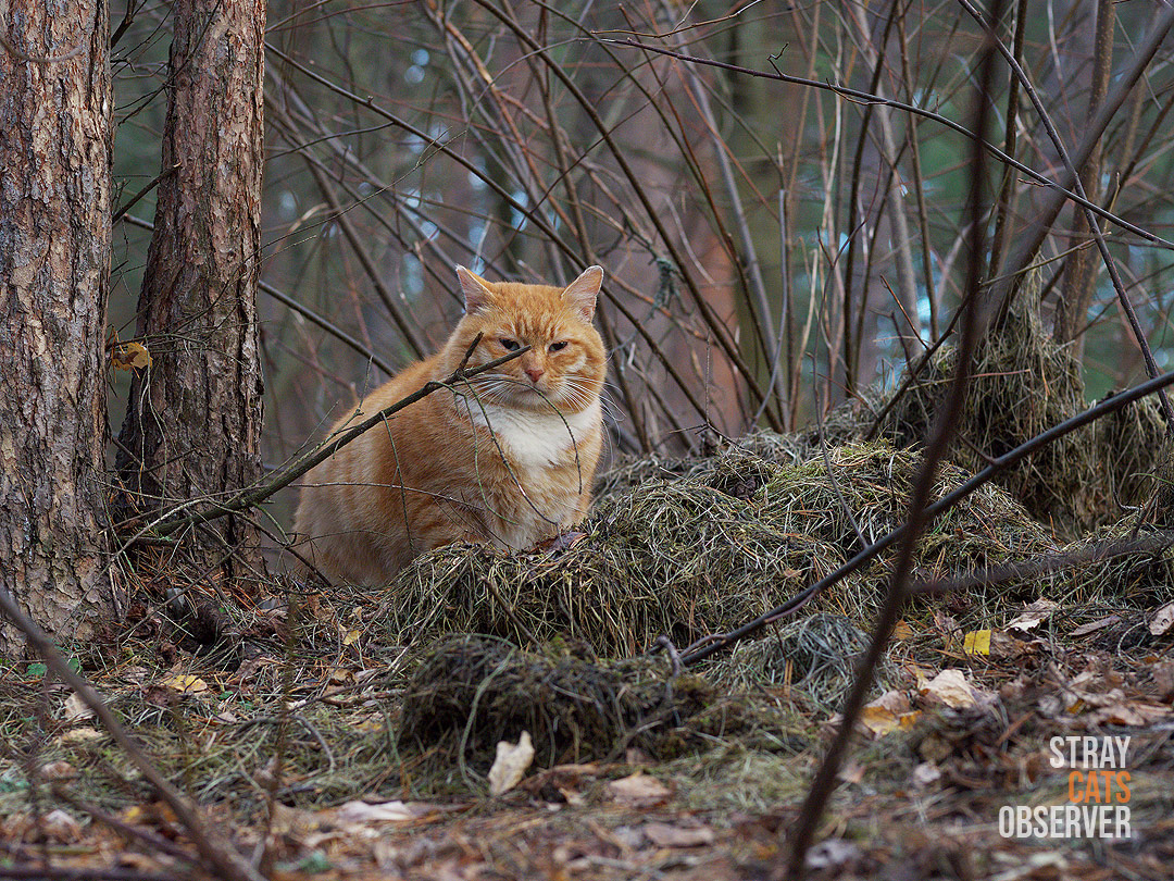 A ginger cat sits in an autumn forest
