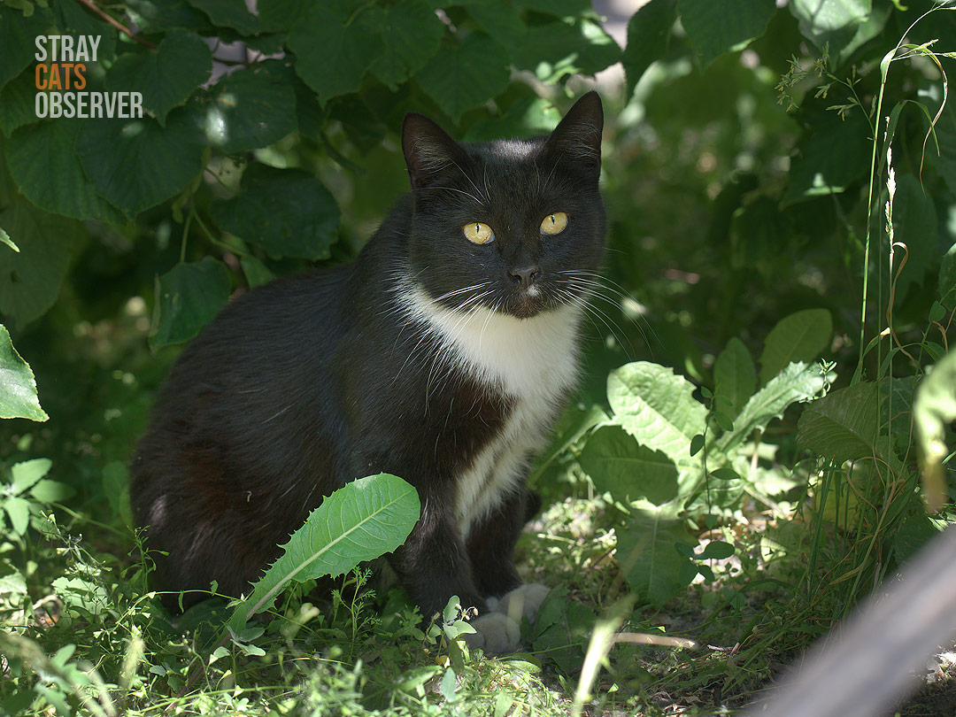 A black and white cat is sitting in the bushes