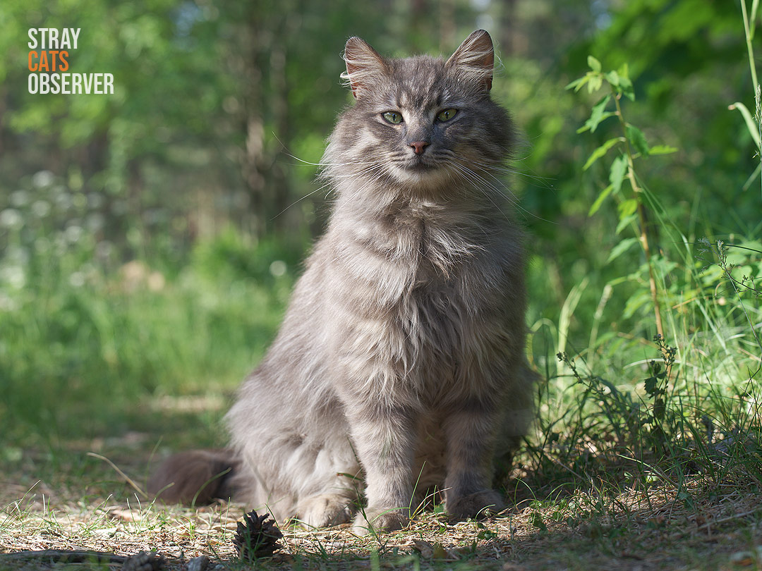 A fluffy tabby cat sits in the grass in the sun