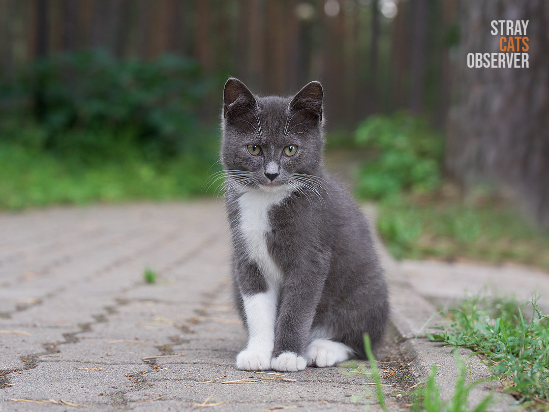 A gray kitten sits on a park path and looks at us