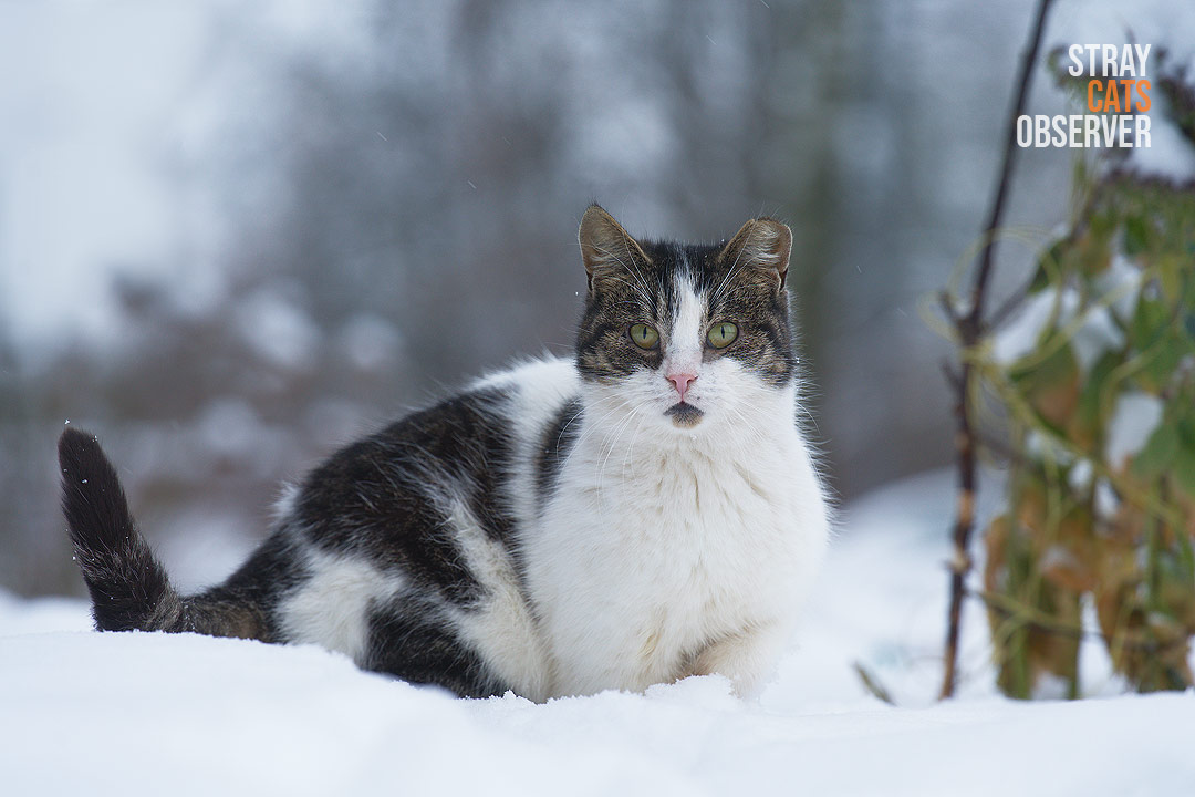 A tabby cat stands in the snow and looks at us in surprise