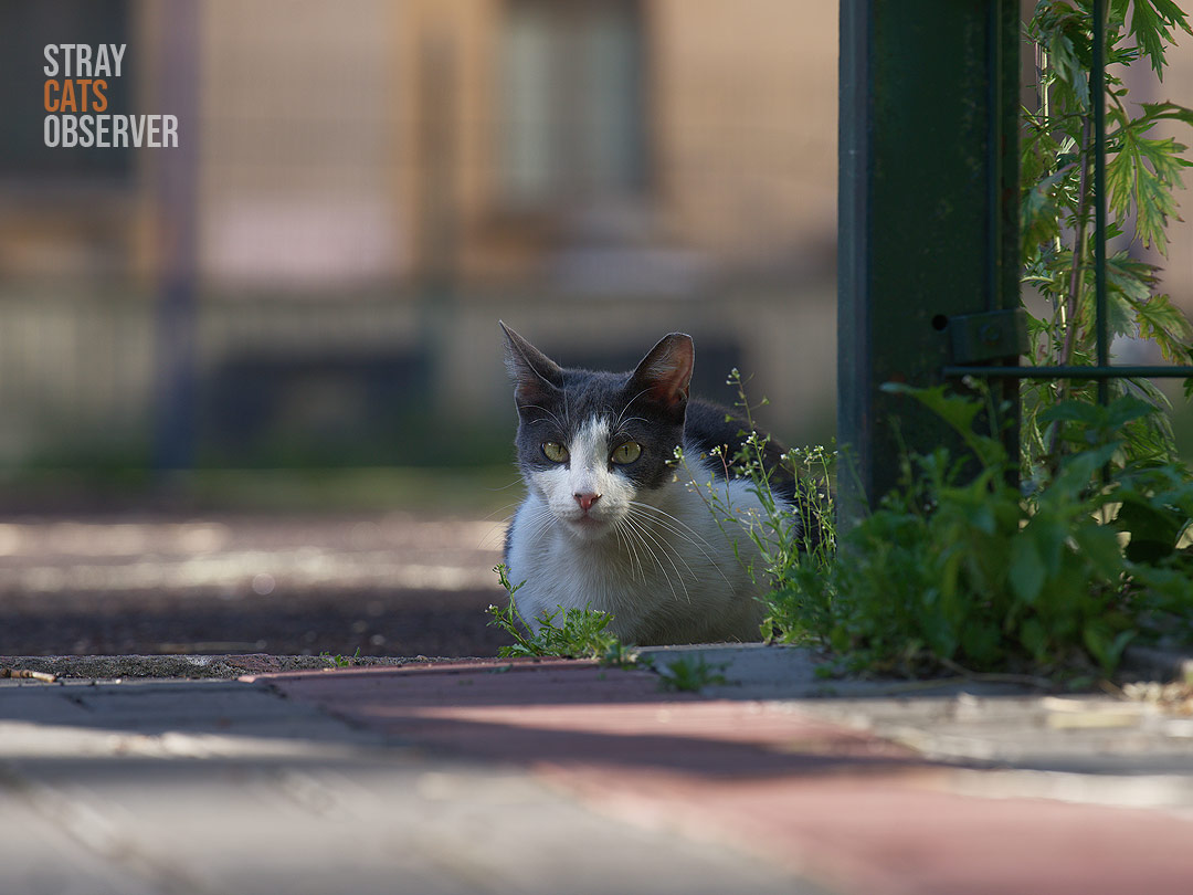 A grey and white cat is looking at us from behind the fence