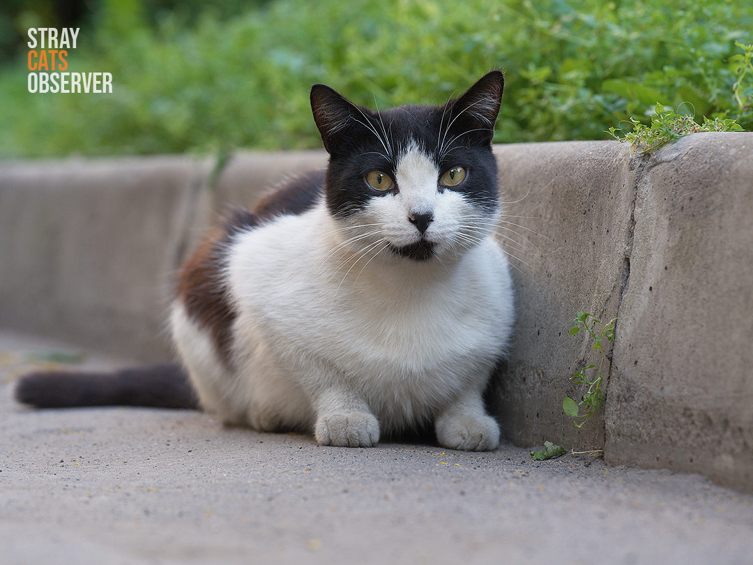 A cow cat sits near the curb and looks at us
