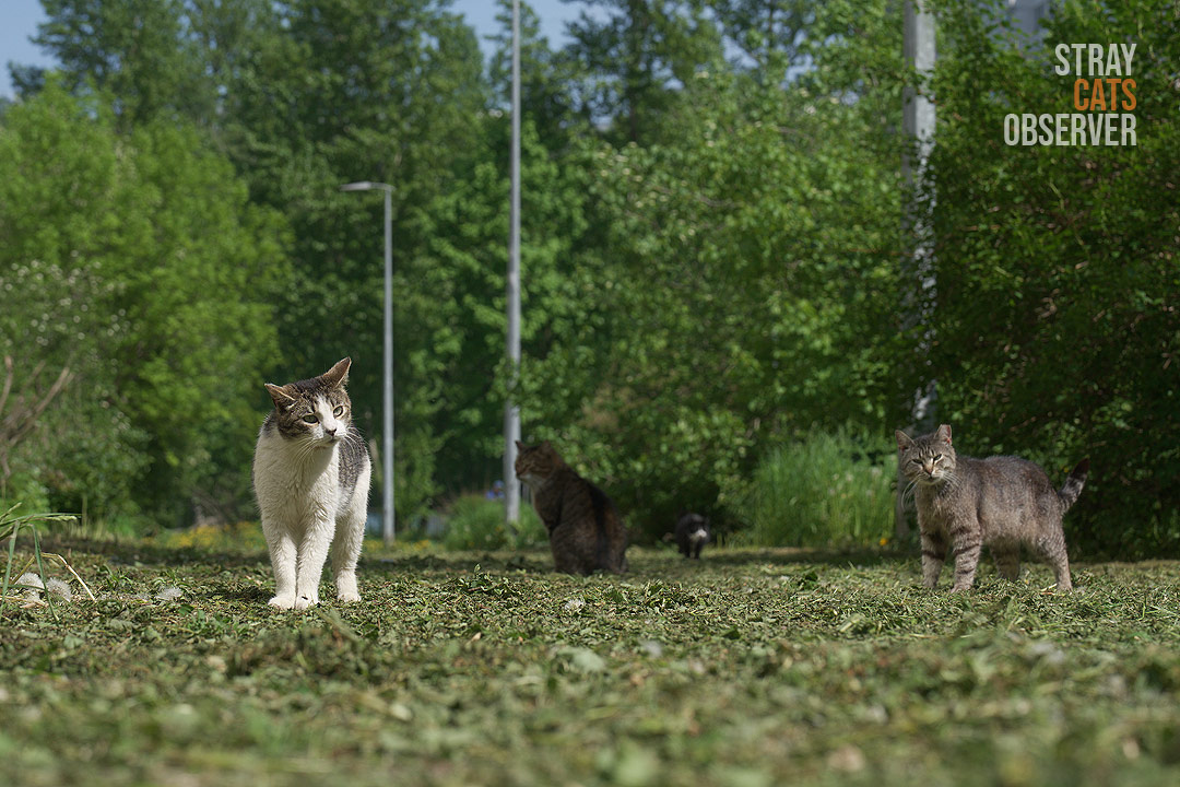 A group of cats stands on a path covered with mown grass