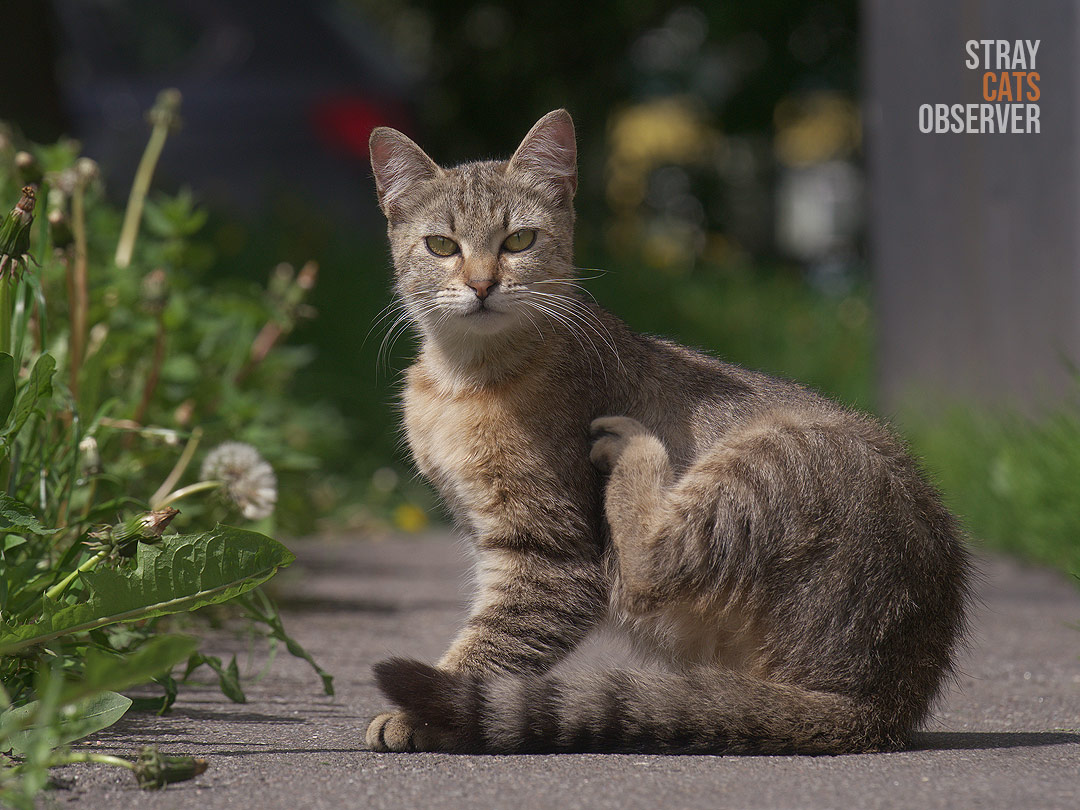 A calico cat looks at us, sitting sideways to us and raising its hind paw