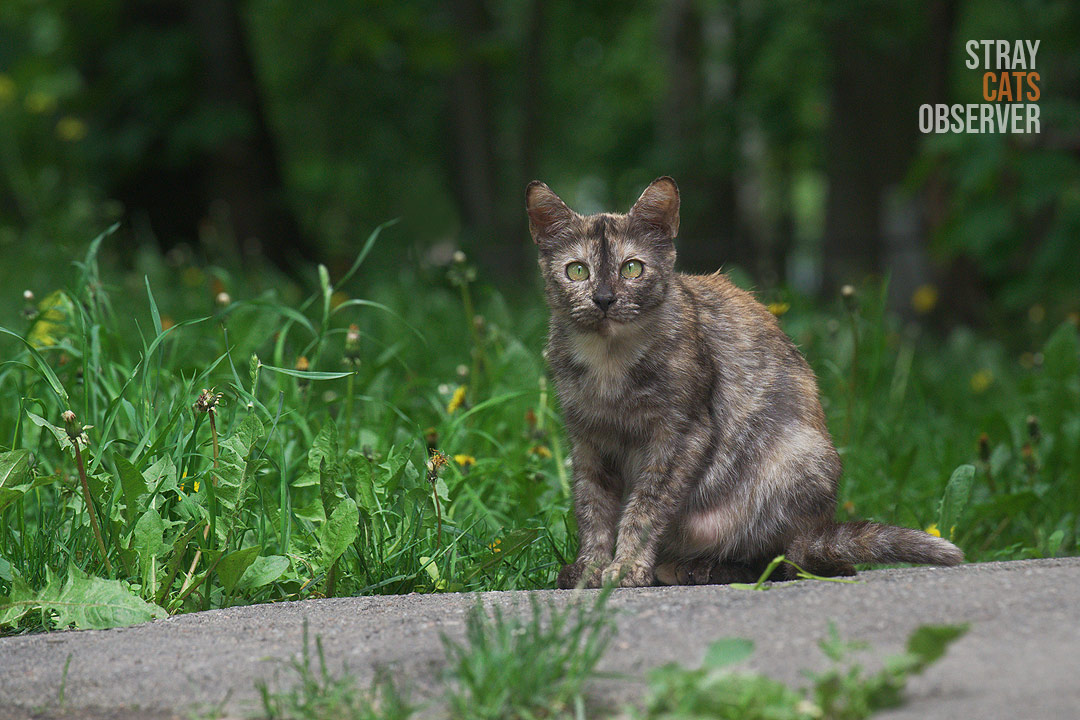 A tortoiseshell cat sits on a path