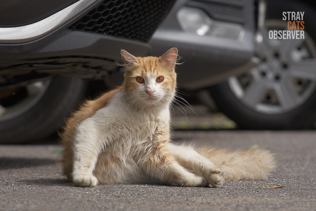 A fluffy ginger cat sits in a strange pose and looks at us