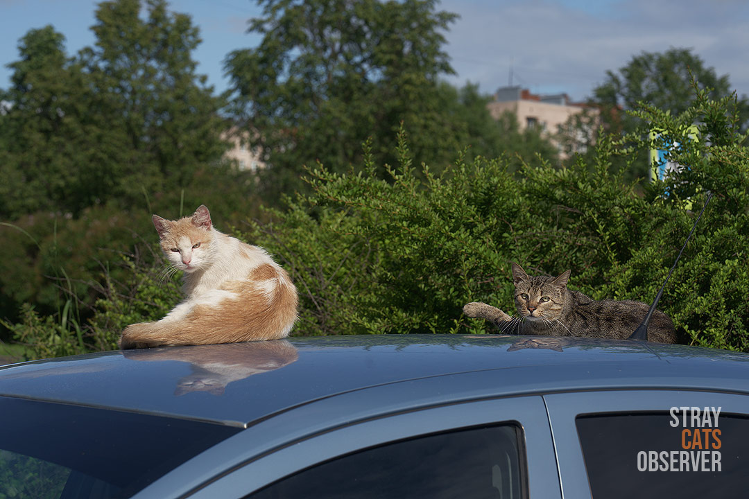 A ginger cat and a tabby cat are sitting on the roof of a car and looking at us