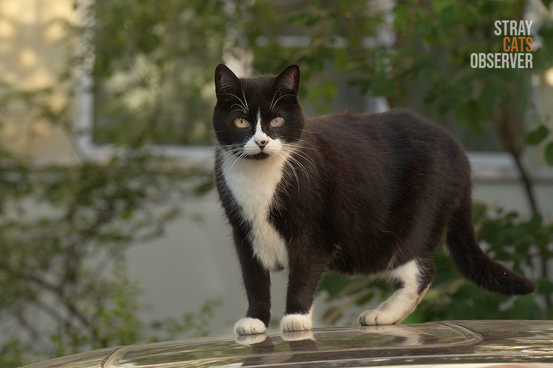 A black and white cat stands on the roof of a car and looks at us