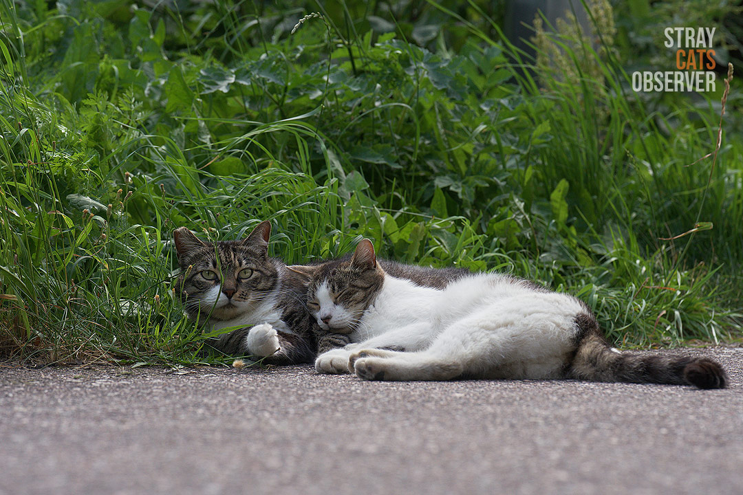 Two tabby cats fall asleep on the side of a path, cuddled up to each other
