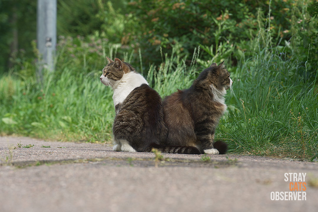 Two striped ones sit with their backs to each other
