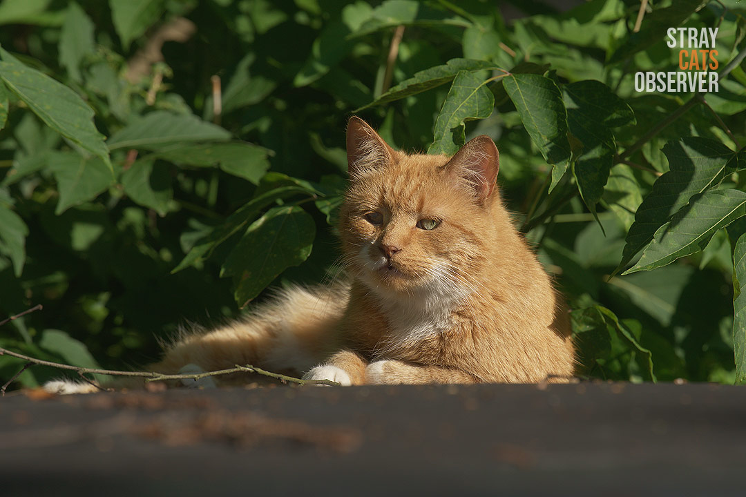 The ginger cat is lying in the sun and looking at us