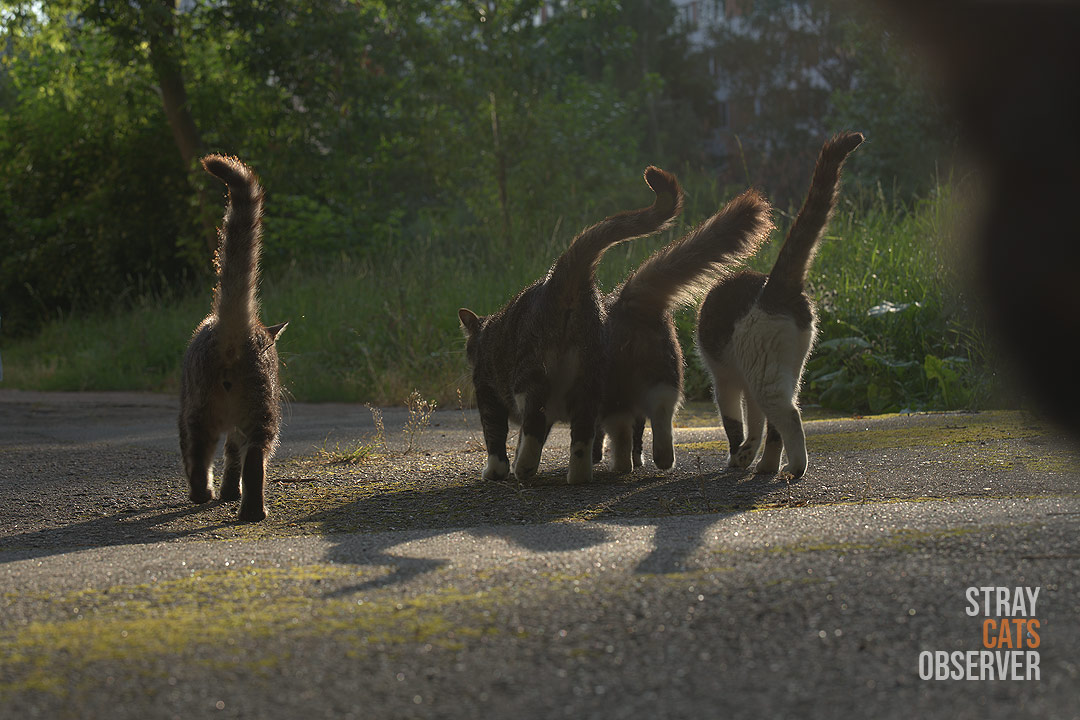 Four cats move away from us at dawn