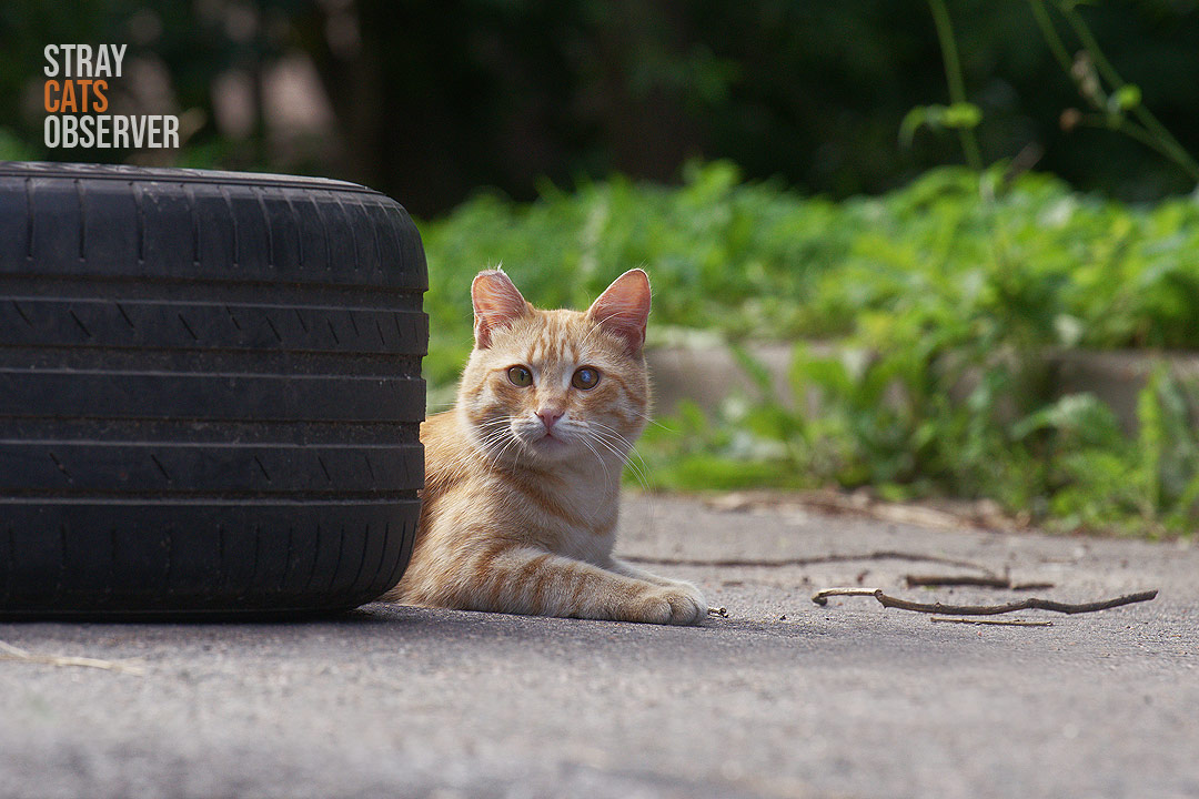 A ginger cat lies behind a car tire