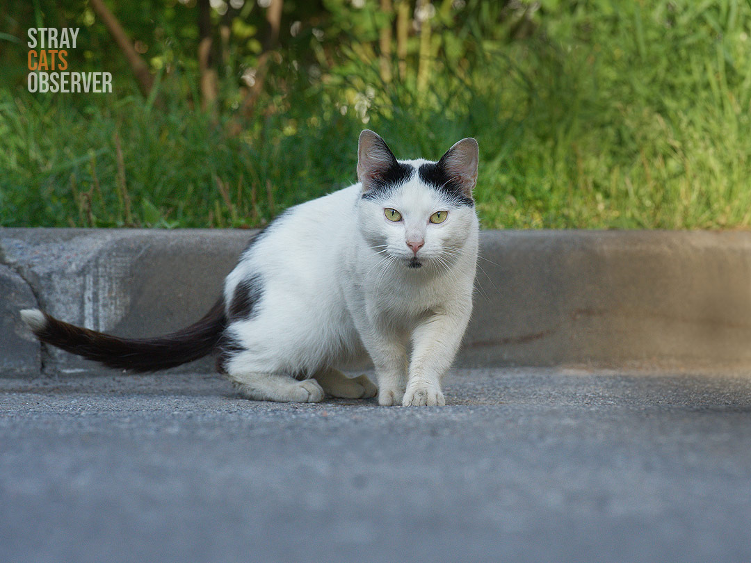 The black and white cow cat stood up to walk towards us