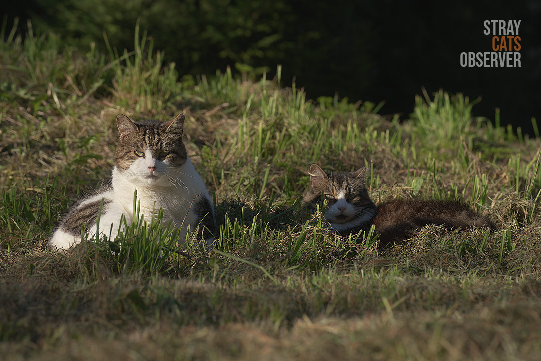 Two tabby cats rest on a slope in the evening sun
