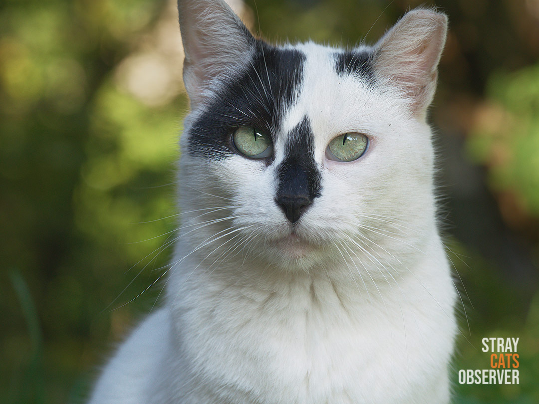 Close-up portrait of a cow cat