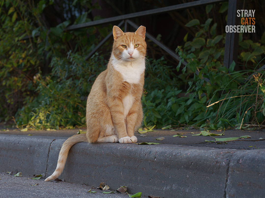 A ginger cat sits on the curb with its tail hanging down