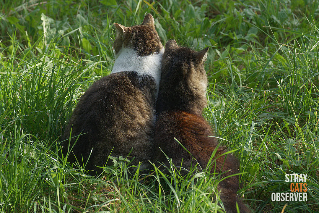 Two cats are sitting with their backs to us, huddled close to each other