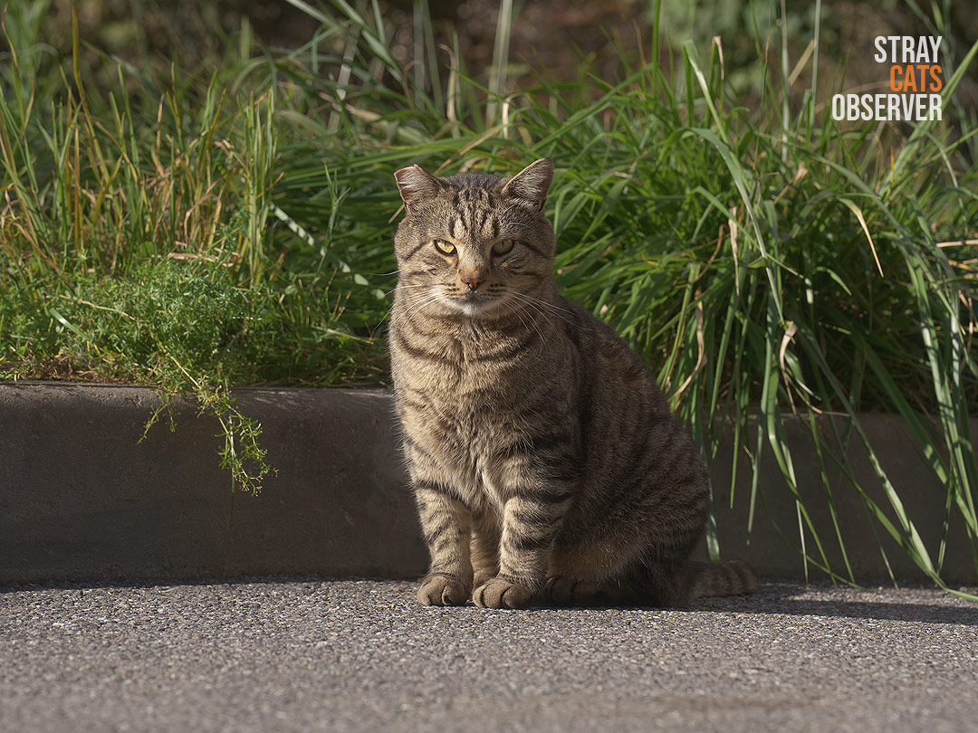 A tabby cat sits on the asphalt and looks at us