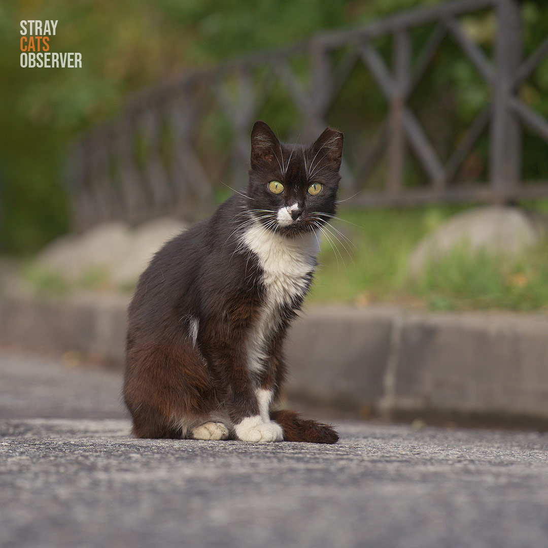 A black and white cat sits in the autumn sun