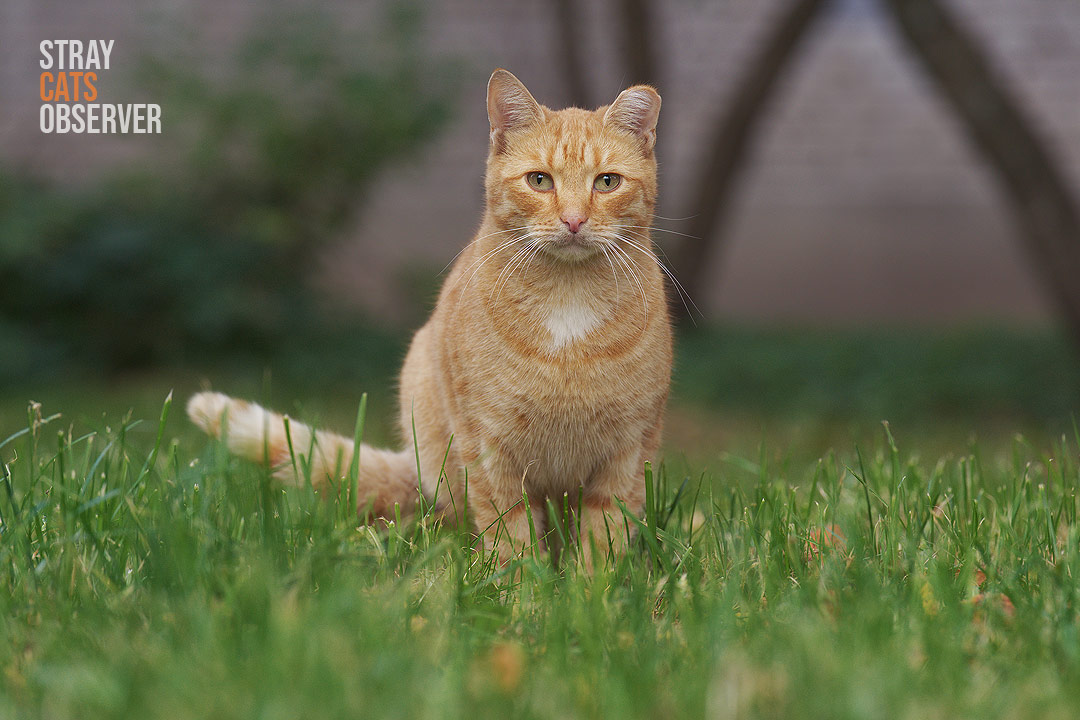 A ginger cat stands on a mown lawn and looks at us