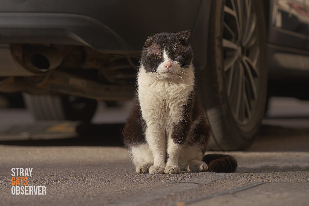 A one-eared black and white cat sits near a car