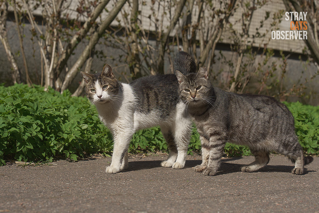 The cat and the cat came to see what was going on