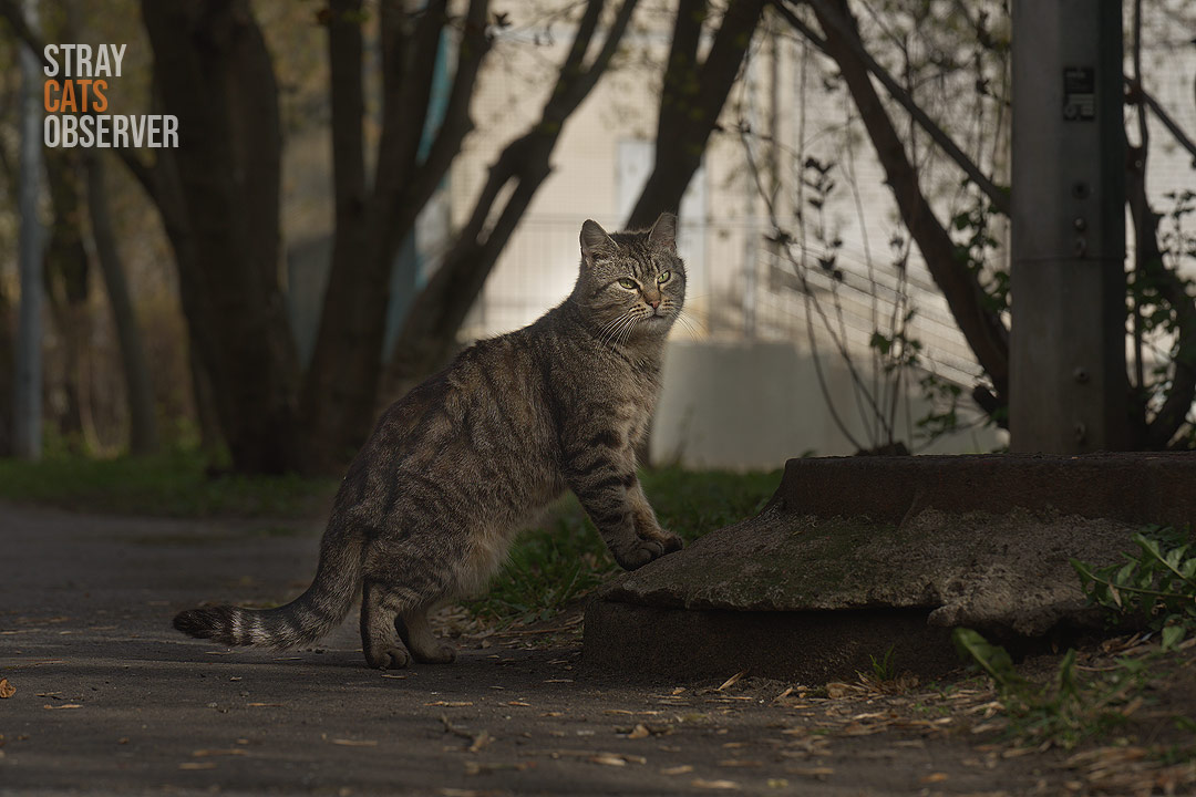 A tabby cat stands on a raised platform with its front paws and looks around