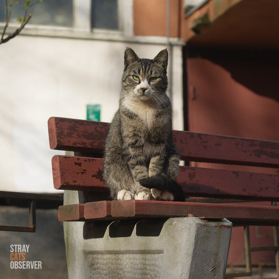 A tabby cat sits on a bench on a sunny day