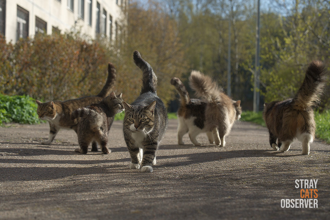 A group of cats greet each other