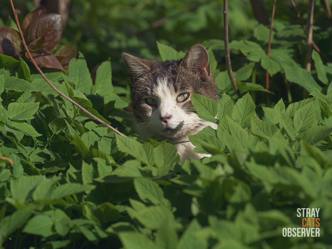 A tabby and white cat looks at us from the bushes
