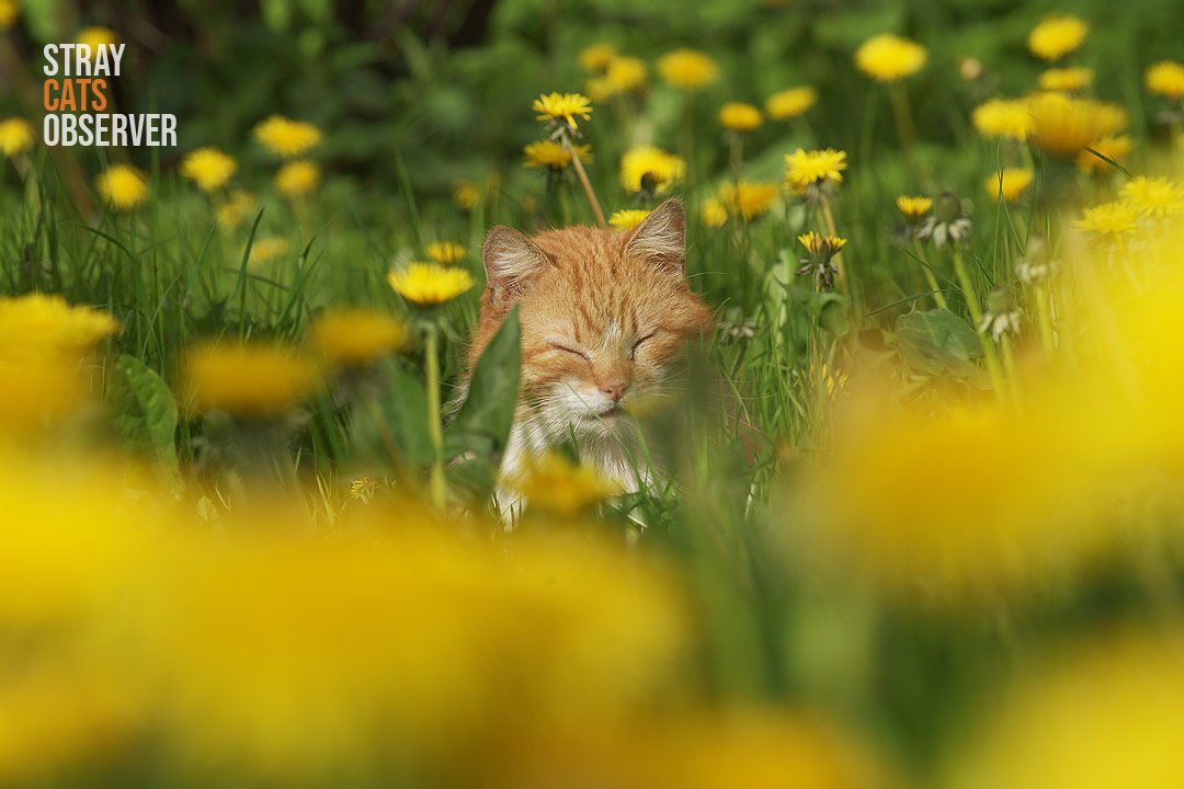 A ginger cat falls asleep in the grass among dandelions