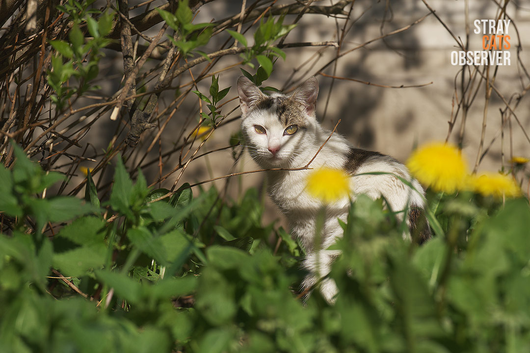 A tabby and white cat sits in a spring bush