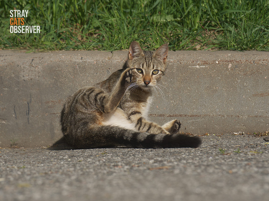 A tabby cat sits with its hind paw raised